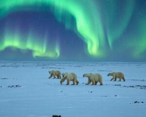 Eisbären-Safaris in Churchill, Manitoba