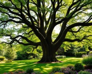 Welcher Baum verleiht jedem Garten Struktur?