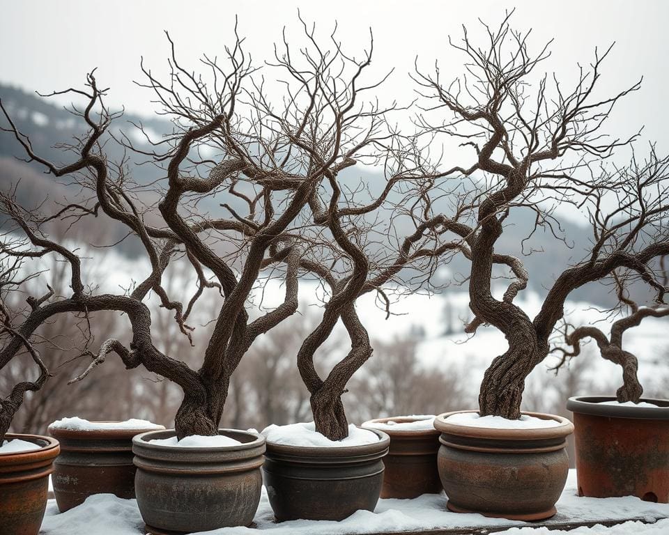 Winterharte Bäume im Topf